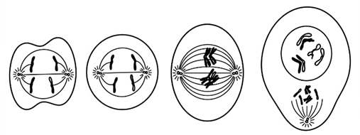 Stages of cell division
